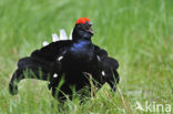 Black Grouse (Tetrao tetrix)