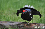 Black Grouse (Tetrao tetrix)