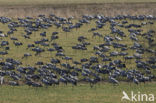 Kraanvogel (Grus grus)