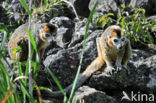 crowned lemur (Eulemur coronatus) 