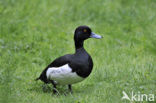 Tufted Duck (Aythya fuligula)