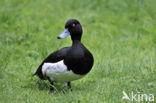 Tufted Duck (Aythya fuligula)