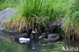 Tufted Duck (Aythya fuligula)