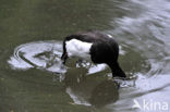 Tufted Duck (Aythya fuligula)