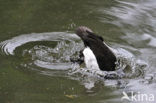 Tufted Duck (Aythya fuligula)