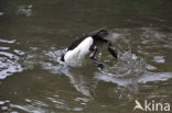 Tufted Duck (Aythya fuligula)