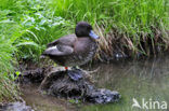 Tufted Duck (Aythya fuligula)