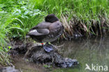 Tufted Duck (Aythya fuligula)