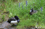 Tufted Duck (Aythya fuligula)