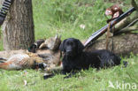 Labrador retriever (Canis domesticus)