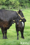 Dutch Belted Cow