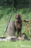 Liver Flat coated retriever (Canis domesticus)