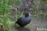 Common Coot (Fulica atra)