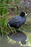 Meerkoet (Fulica atra)