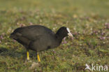 Meerkoet (Fulica atra)