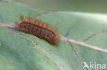 Muslin Moth (Diaphora mendica)