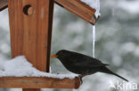 Eurasian Blackbird (Turdus merula)