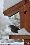 Merel (Turdus merula)