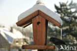 Eurasian Blackbird (Turdus merula)