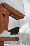 Merel (Turdus merula)