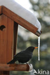 Eurasian Blackbird (Turdus merula)