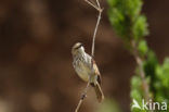 Namaqua-prinia (Phragmacia substriata)