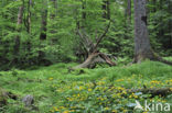 Bavarian Forest National Park