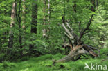 Bavarian Forest National Park