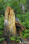 Bavarian Forest National Park