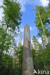 Bavarian Forest National Park