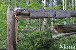 Bavarian Forest National Park