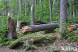 Bavarian Forest National Park