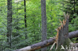 Bavarian Forest National Park