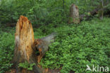 Bavarian Forest National Park