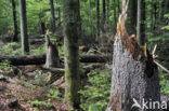 Nationaal park Beierse Woud