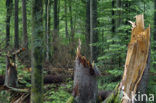 Bavarian Forest National Park