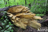 Bavarian Forest National Park