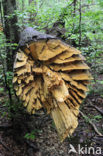 Bavarian Forest National Park