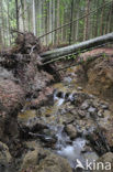 Bavarian Forest National Park