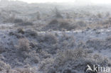 Nationaal Park Zuid-Kennemerland