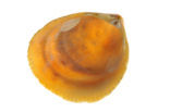 Noorse hartschelp (Laevicardium crassum)