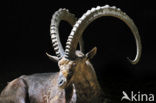 Nubian ibex (Capra nubiana) 