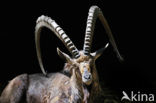Nubian ibex (Capra nubiana) 