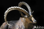 Nubian ibex (Capra nubiana) 