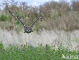 Oehoe (Bubo bubo)