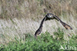 Oehoe (Bubo bubo)