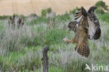 Oehoe (Bubo bubo)