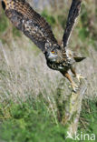 Oehoe (Bubo bubo)