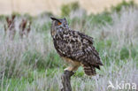 Oehoe (Bubo bubo)