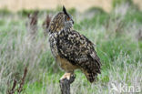 Oehoe (Bubo bubo)